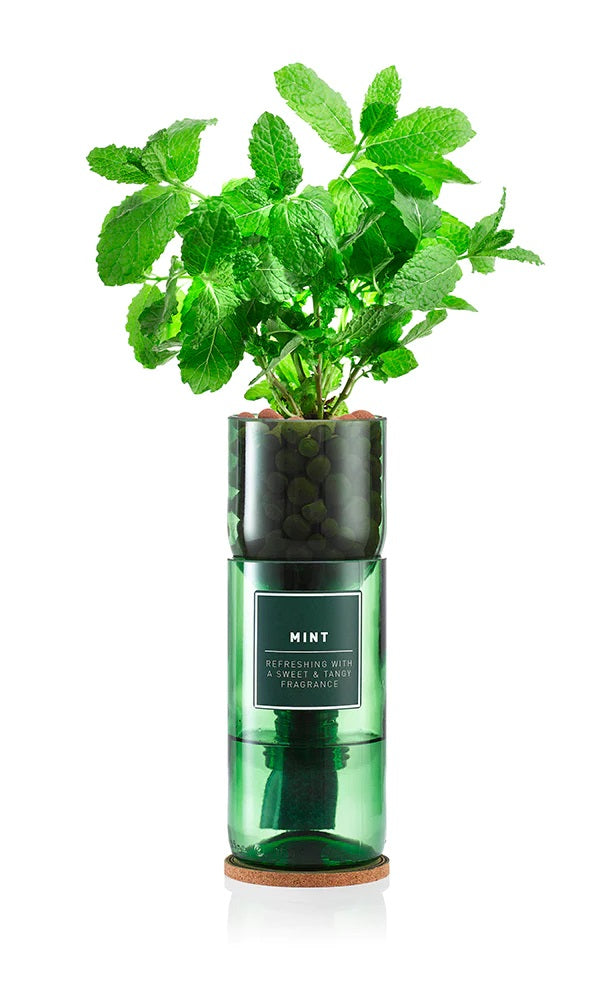 Hydro-Herb Kit Mint