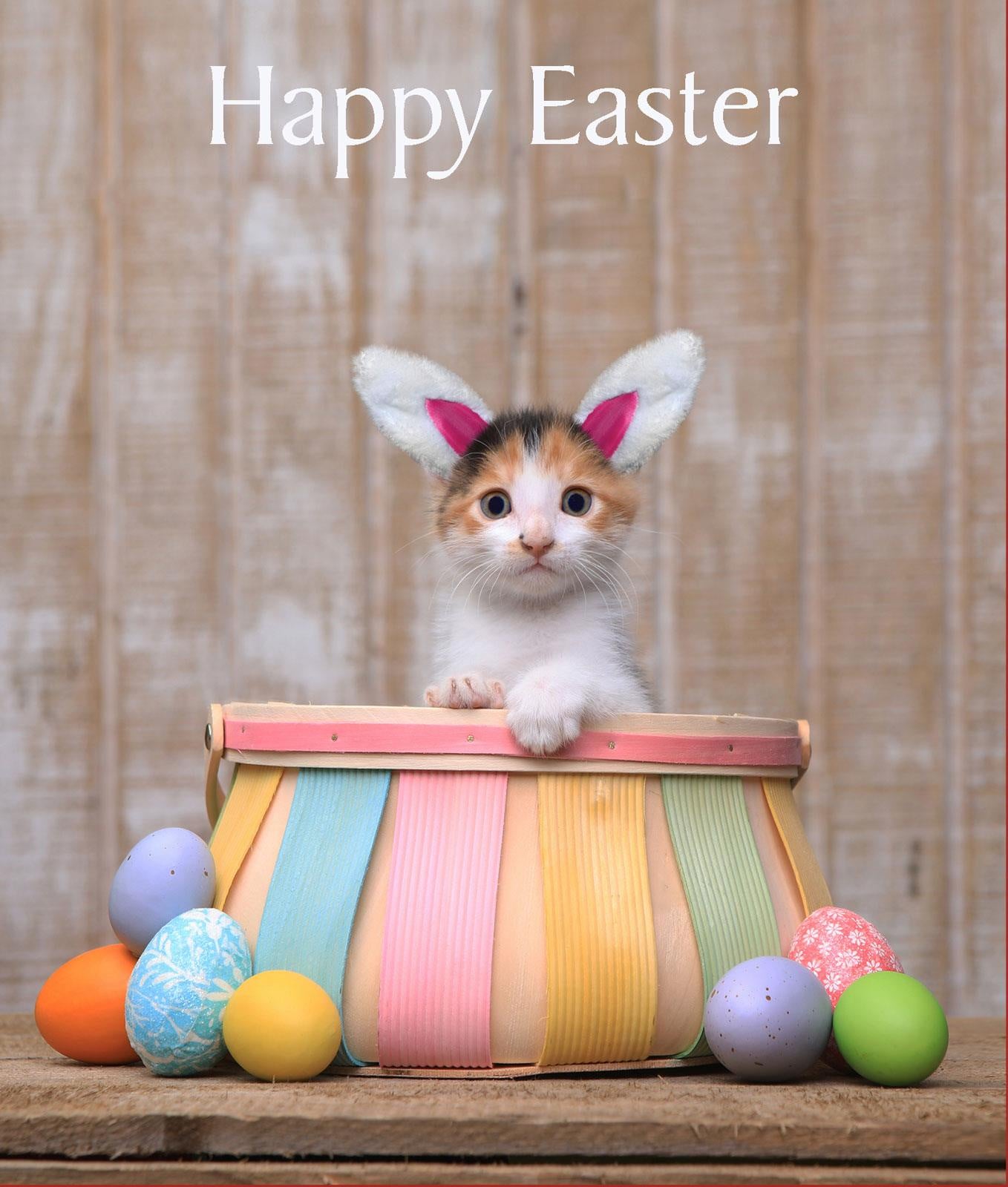 Easter Kitten Card