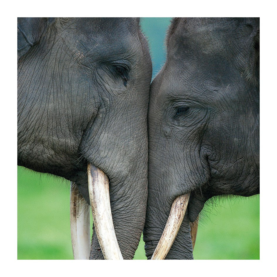 Asian Elephant Card