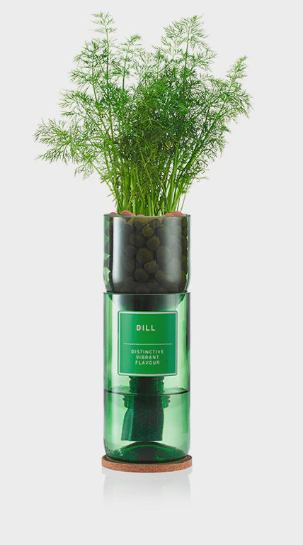 Hydro-Herb Kit Dill