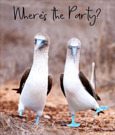 Party Booby Birds Card - Pretty Shiny Shop